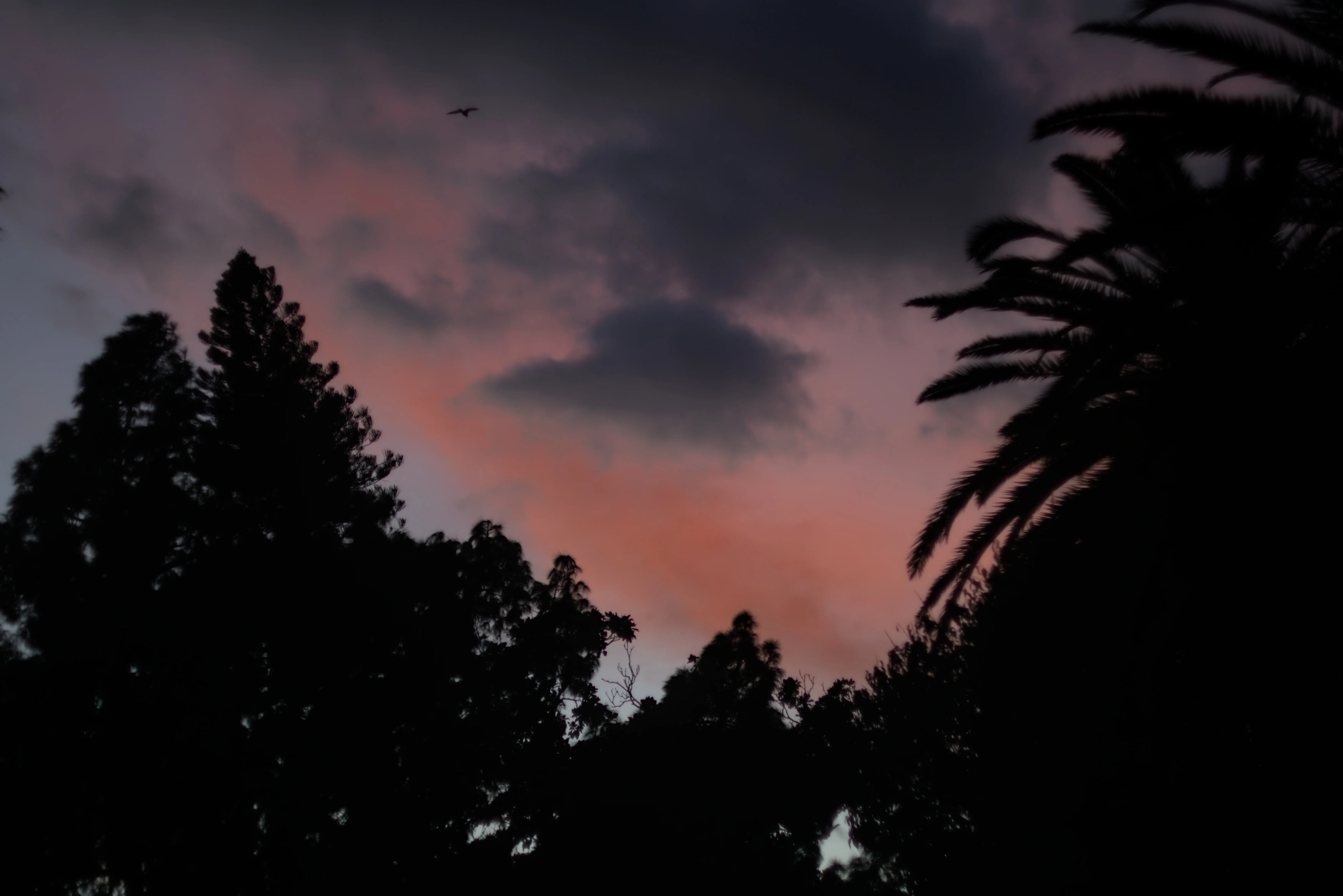 Zenith Helios-77M-4 1,850 (VOMZ) - _I4A0370.webp